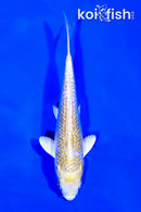 6" GINRIN LEMON HARIWAKE
