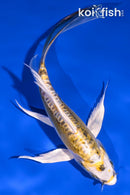 6" KIN KIKOKURYU BUTTERFLY