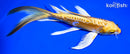7.75" ARAGOKE YAMABUKI OGON BUTTERFLY