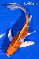 8.5" KUJAKU BUTTERFLY