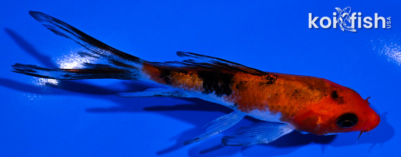 4.25" AKA SANKE BUTTERFLY