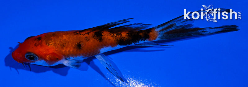 4.25" AKA SANKE BUTTERFLY
