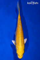 5.5" YAMABUKI OGON
