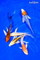 PACK OF (5) 4-5" BUTTERFLY KOI