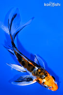 5.25" BENI KIKOKURYU BUTTERFLY