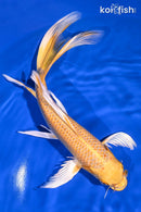 9.75" YAMABUKI OGON BUTTERFLY