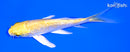 5" GINRIN YAMABUKI OGON BUTTERFLY