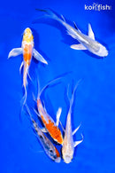 PACK OF (5) 4-5" BUTTERFLY KOI