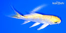 5" GINRIN YAMABUKI OGON BUTTERFLY