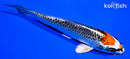 5.5" KUJAKU