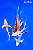 PACK OF (5) 4-5" BUTTERFLY KOI