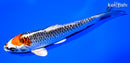 5.5" KUJAKU