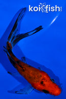 4.25" AKA SANKE BUTTERFLY