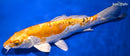 9.25" HEISEI NISHIKI