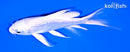 5" GINRIN PLATINUM OGON BUTTERFLY