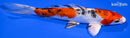 6.5" GINRIN YAMATO NISHIKI