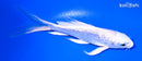 5" GINRIN PLATINUM OGON BUTTERFLY