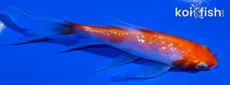 4.5" GINRIN KOHAKU BUTTERFLY
