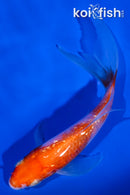 4.5" GINRIN KOHAKU BUTTERFLY