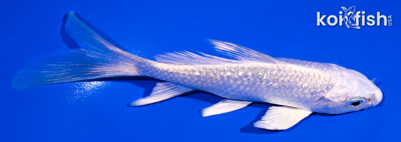 5" GINRIN PLATINUM OGON BUTTERFLY