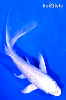 5" GINRIN PLATINUM OGON BUTTERFLY