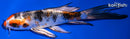 5.25" YAMATO NISHIKI BUTTERFLY