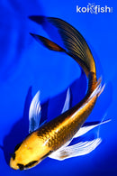 7.25" KI MATSUBA BUTTERFLY