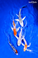 PACK OF (5) 4-5" BUTTERFLY KOI