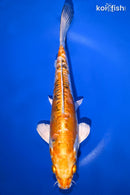 9.25" HEISEI NISHIKI