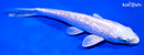 5.5" GINRIN PLATINUM OGON