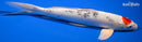 11.75" TANCHO YAMATO NISHIKI