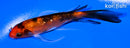 4.25" GINRIN HI SHOWA BUTTERFLY