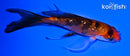 4.25" GINRIN HI SHOWA BUTTERFLY