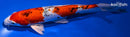 9.5" YAMATO NISHIKI