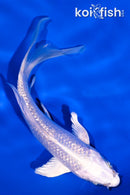 5" GINRIN PLATINUM OGON BUTTERFLY