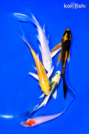 PACK OF (5) 4-5" BUTTERFLY KOI