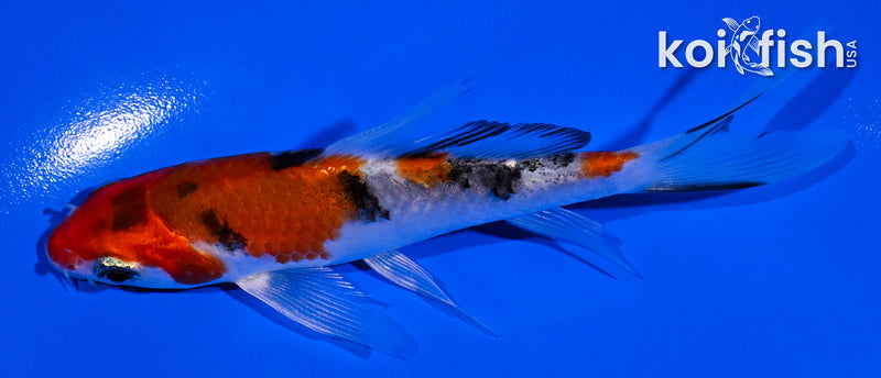 4.25" YAMATO NISHIKI BUTTERFLY