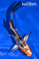 5.25" YAMATO NISHIKI BUTTERFLY