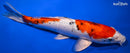 9.5" YAMATO NISHIKI