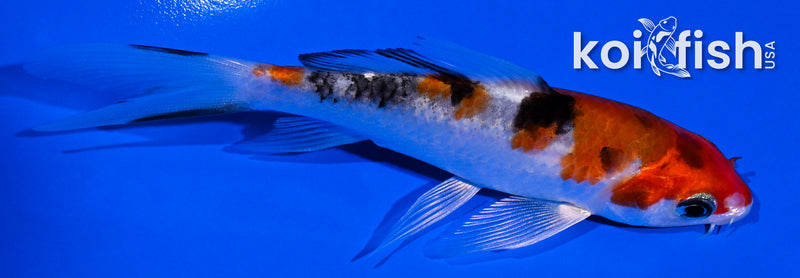 4.25" YAMATO NISHIKI BUTTERFLY