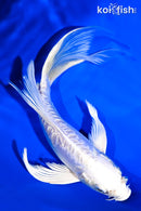 7.75" ARAGOKE PLATINUM OGON BUTTERFLY