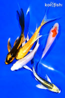 PACK OF (5) 4-5" BUTTERFLY KOI
