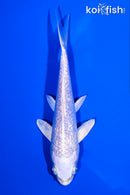 5.5" GINRIN PLATINUM OGON