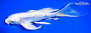 7.75" ARAGOKE PLATINUM OGON BUTTERFLY