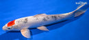 11.75" TANCHO YAMATO NISHIKI