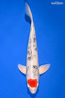 11.75" TANCHO YAMATO NISHIKI
