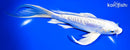 7.75" ARAGOKE PLATINUM OGON BUTTERFLY