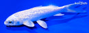 5.5" GINRIN PLATINUM OGON