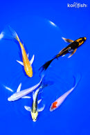 PACK OF (5) 4-5" BUTTERFLY KOI