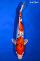9.5" YAMATO NISHIKI